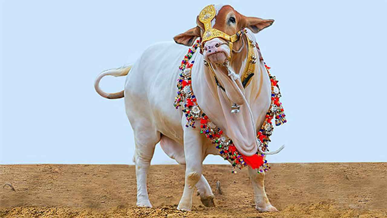 ঈদে গরু কোরবানি দিচ্ছেন না আসামের মুসলমানরা