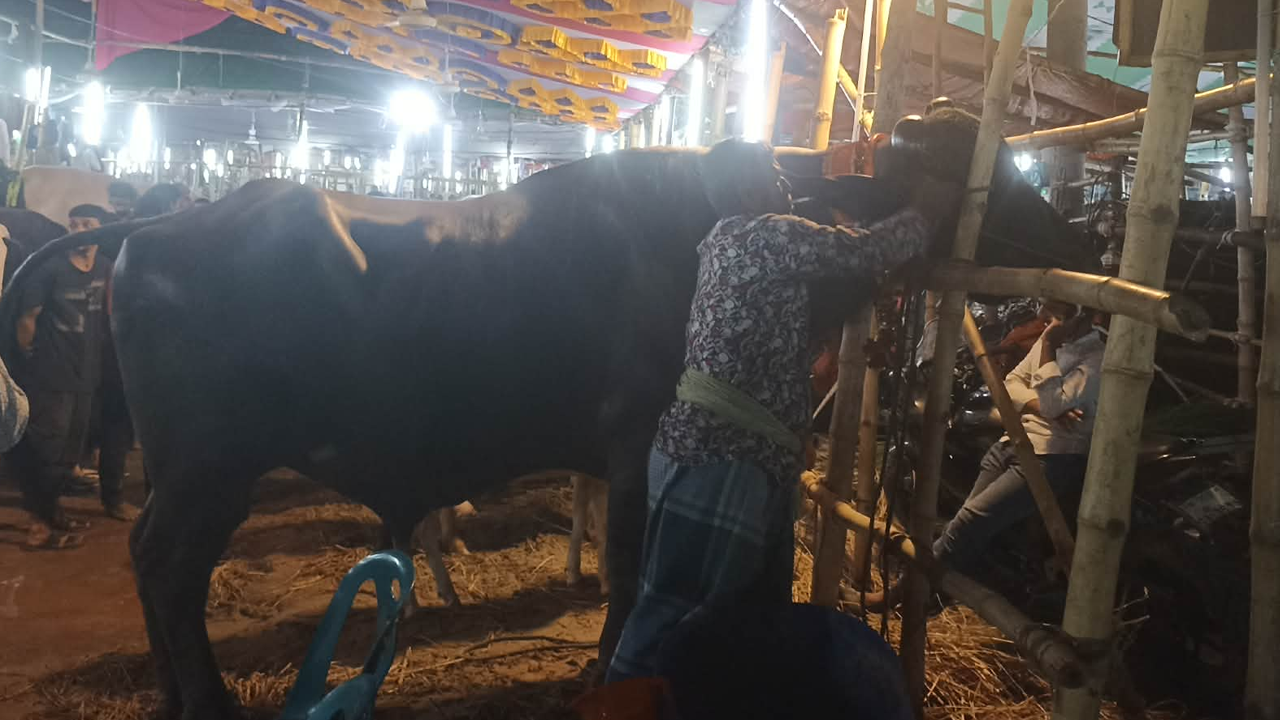 গাবতলী হাটে ২৬ লাখ টাকার মহিষ