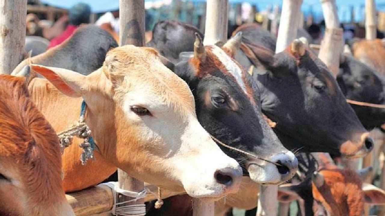 ব্রাহ্মণবাড়িয়ায় ছিনতাই হওয়া কোরবানির গরু মিলল বংশালে