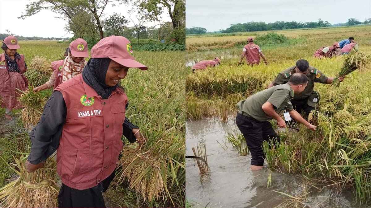 দুর্যোগে সহকর্মীর পাশে আনসার বাহিনী, কাটা হলো এক একর ধান