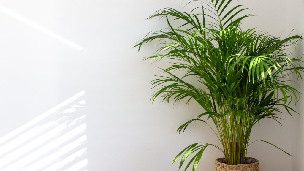 areca_palm