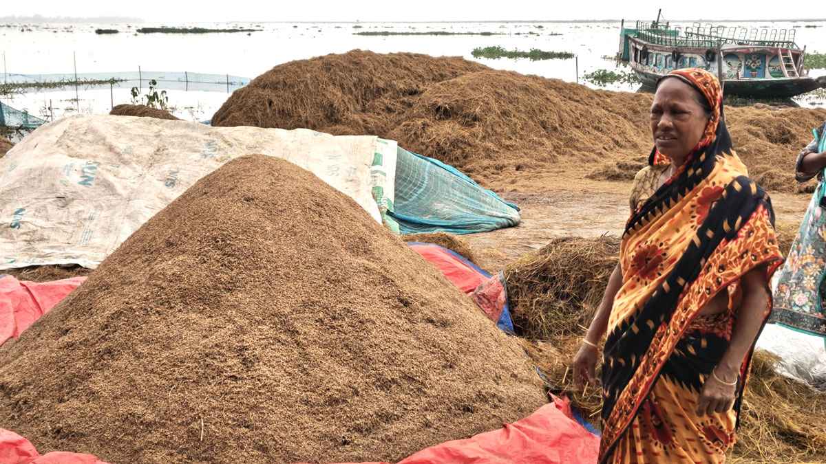 ২২ হাজার টাকা মজুরি দিয়ে কাটা ধানের দাম মাত্র ১০ হাজার টাকা!