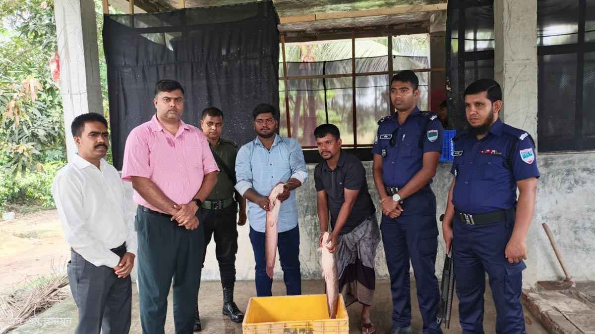 বাগেরহাটে ৩০ মণ অবৈধ আফ্রিকান মাগুর মাছ জব্দ