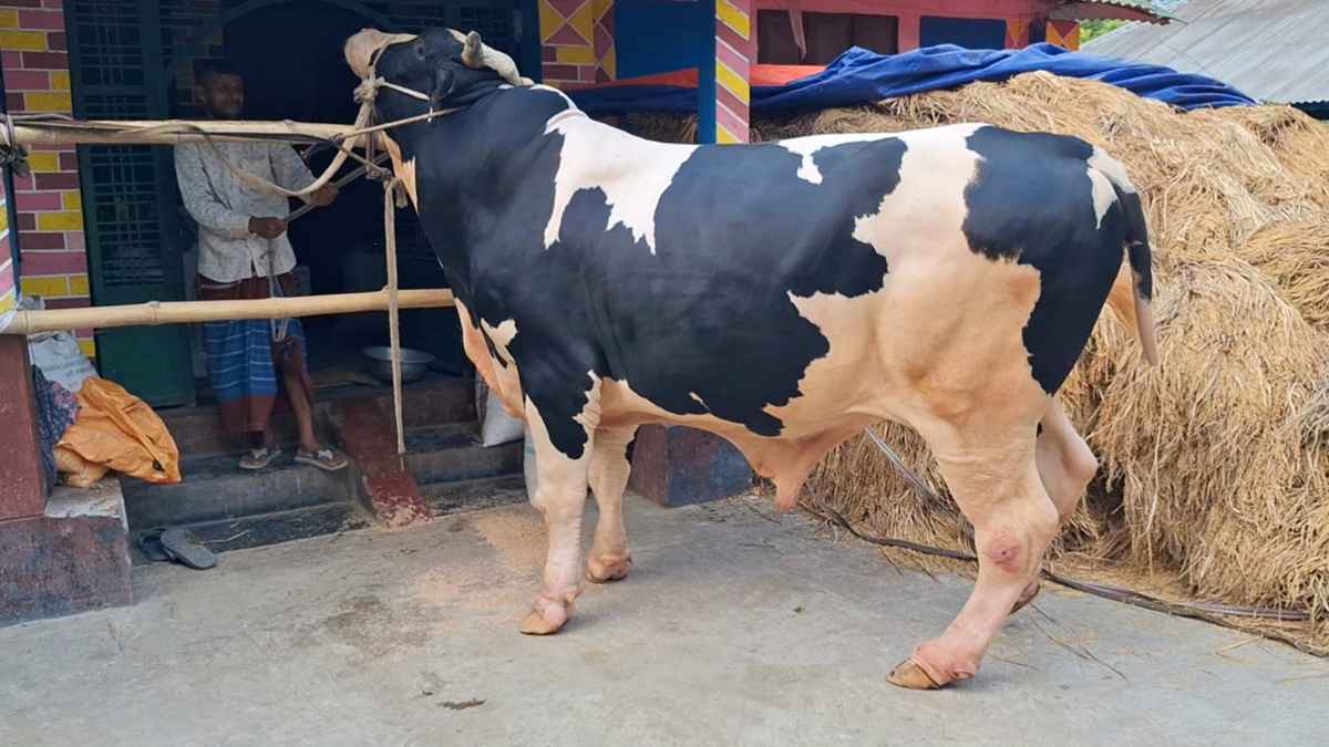 নড়াইল কাঁপাতে আসছে ২৮ মণের ‘বাহুবলী’, দাম হাঁকানো হয়েছে ১০ লাখ টাকা