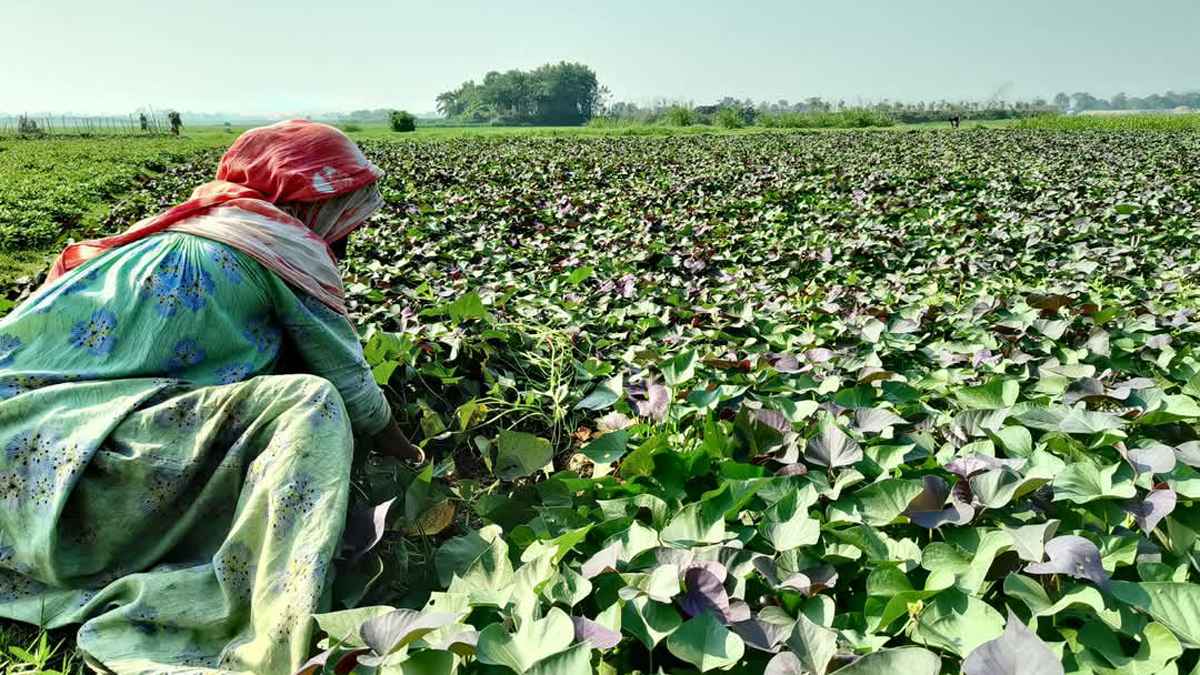 ব্রাহ্মণবাড়িয়ার জনপ্রিয় হয়ে উঠছে জাপানের ওকিনাওয়া জাতের মিষ্টি আলু চাষ