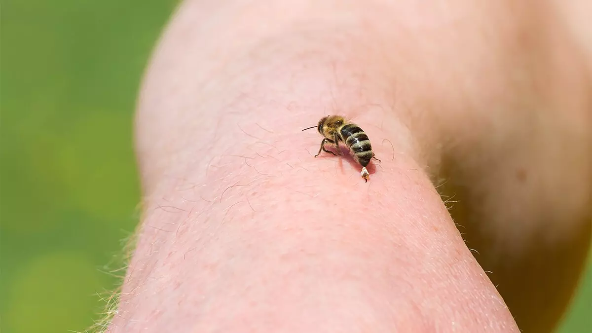 bee