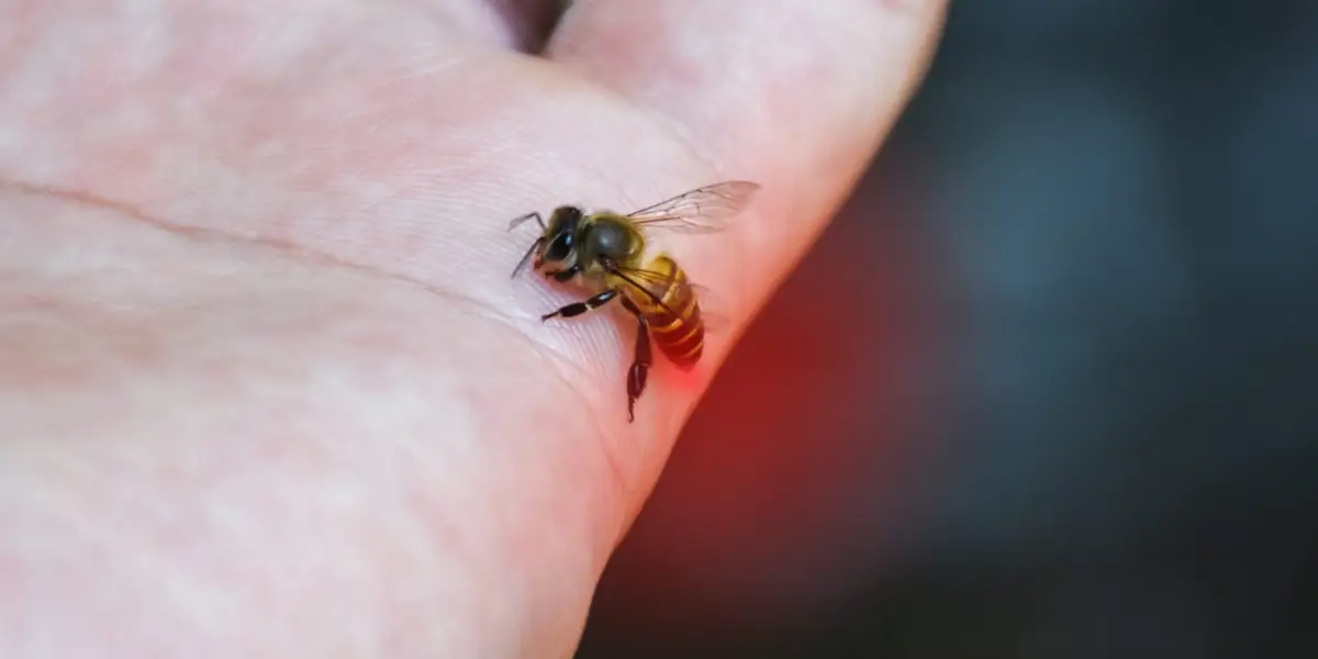 bee_2