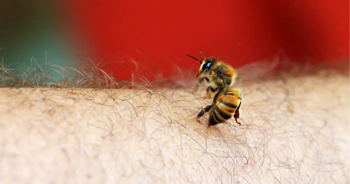 bee_4