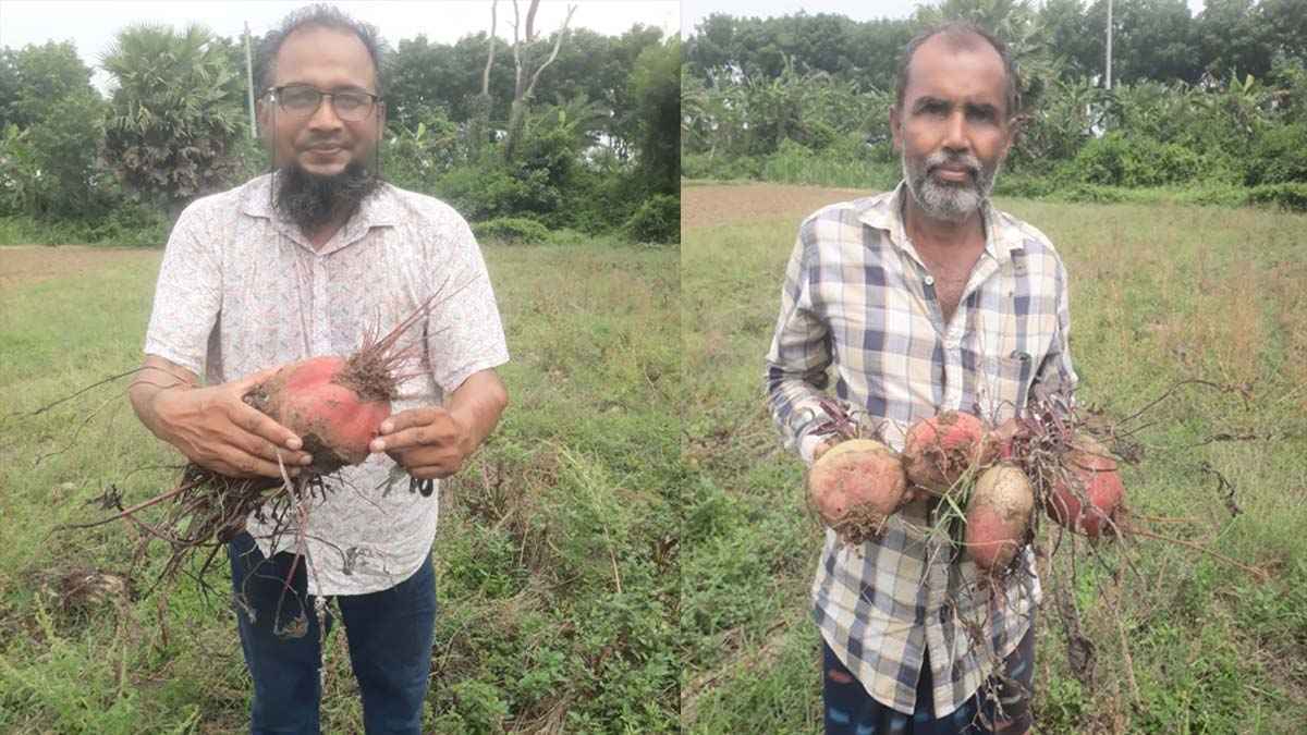 অল্প সময়ে অধিক লাভ, রাজবাড়ীর বিটরুট যাচ্ছে ঢাকাসহ সারা দেশে