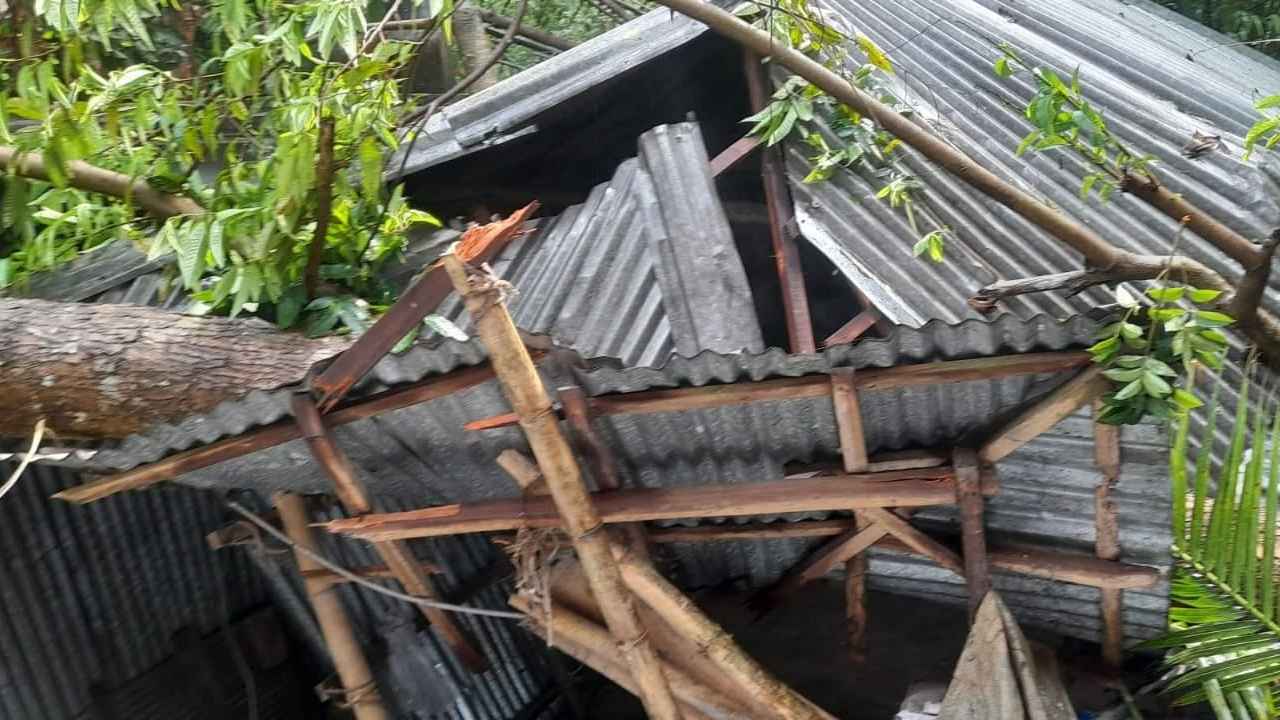 বগুড়ায় ঝড়ে আম কুড়াতে গিয়ে গাছ চাপায় নারীর মৃত্যু