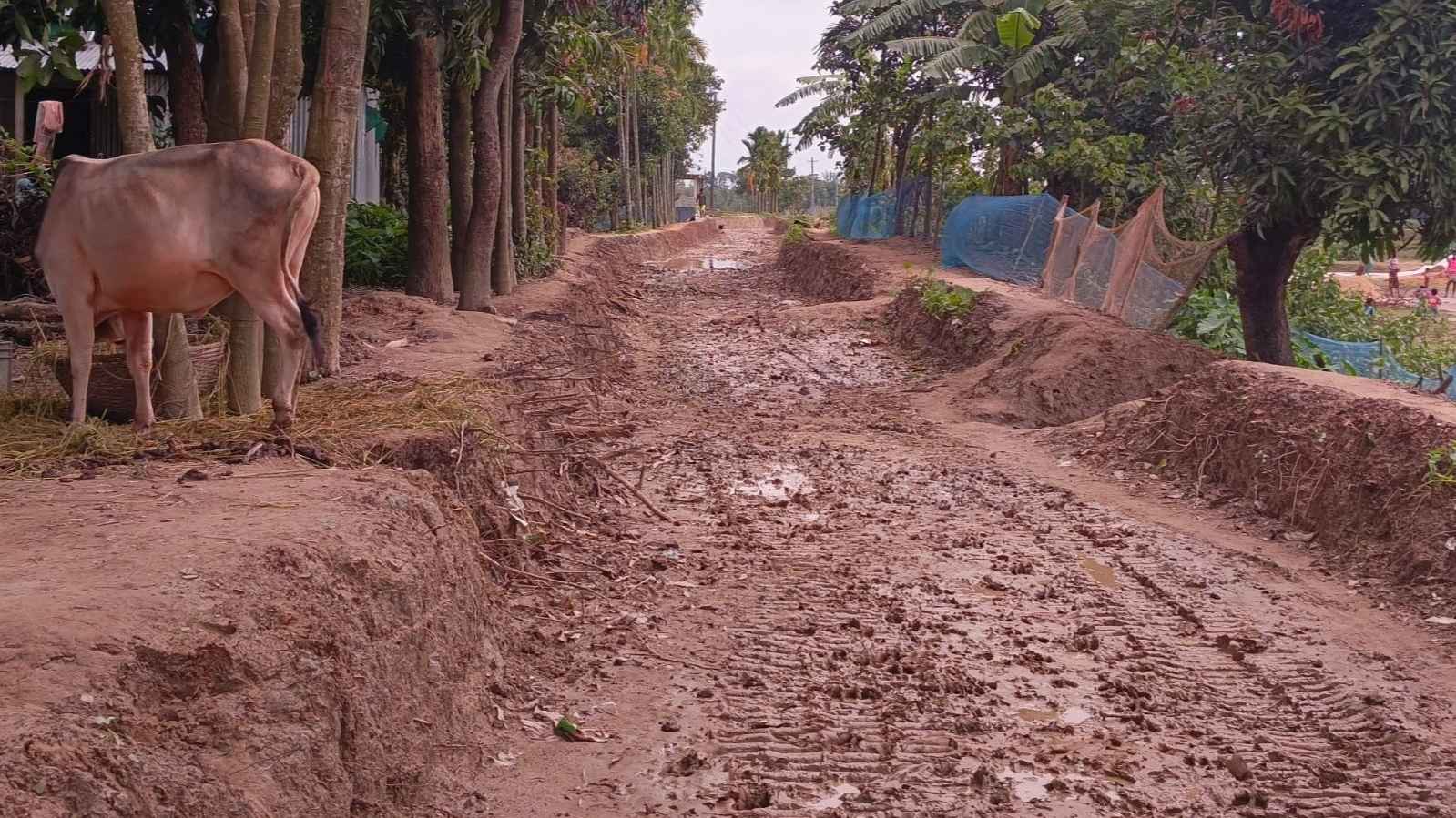 হাওর পাড়ে রাস্তা খুঁড়ে ঠিকাদার উধাও, ধান নিয়ে বিপাকে কৃষক