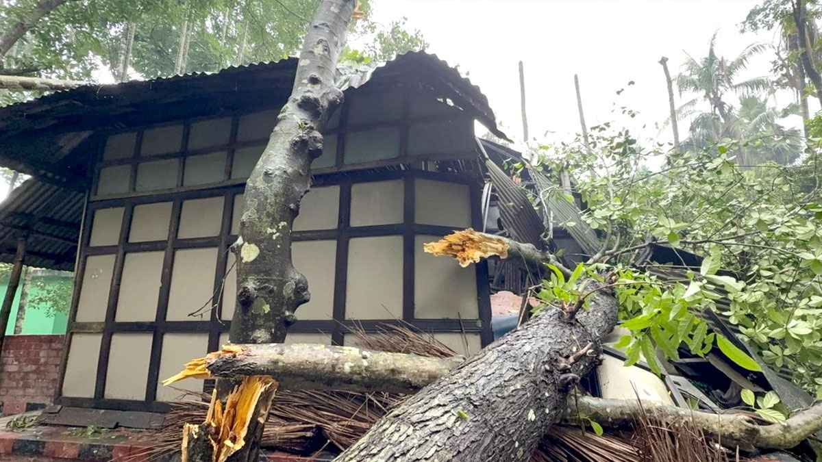 ঝড়ে গাছ উপড়ে দুই দিন বিদ্যুৎহীন চাঁদপুরের শতাধিক গ্রাম