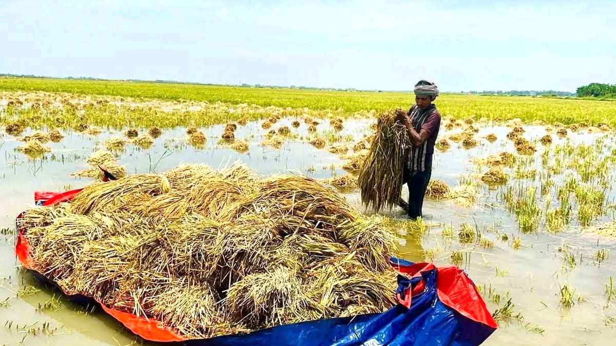 চলনবিলের ৩০০ হেক্টর জমির ধান পানির নিচে