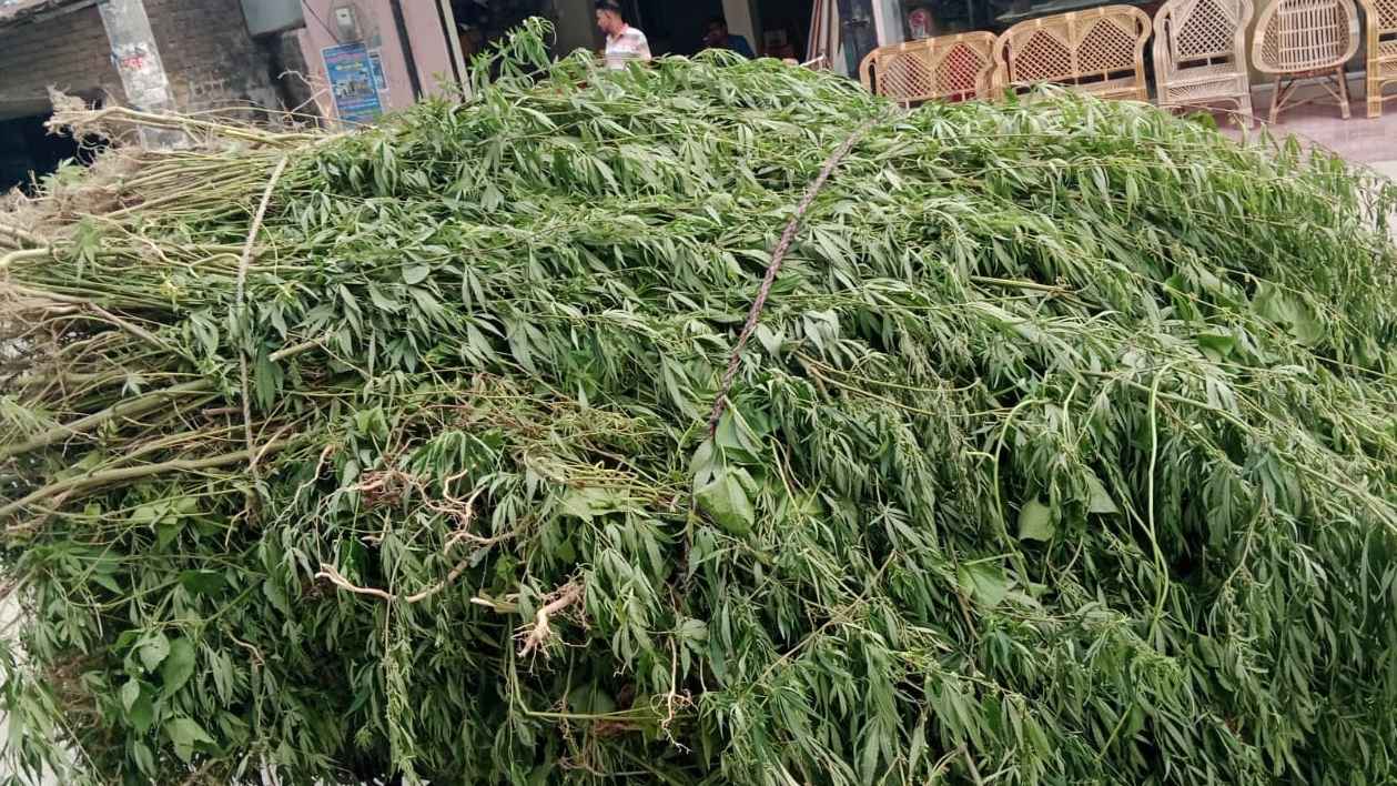 নেশাজাতীয় পানীয় তৈরির ৫ হাজার ভাং গাছ উদ্ধার