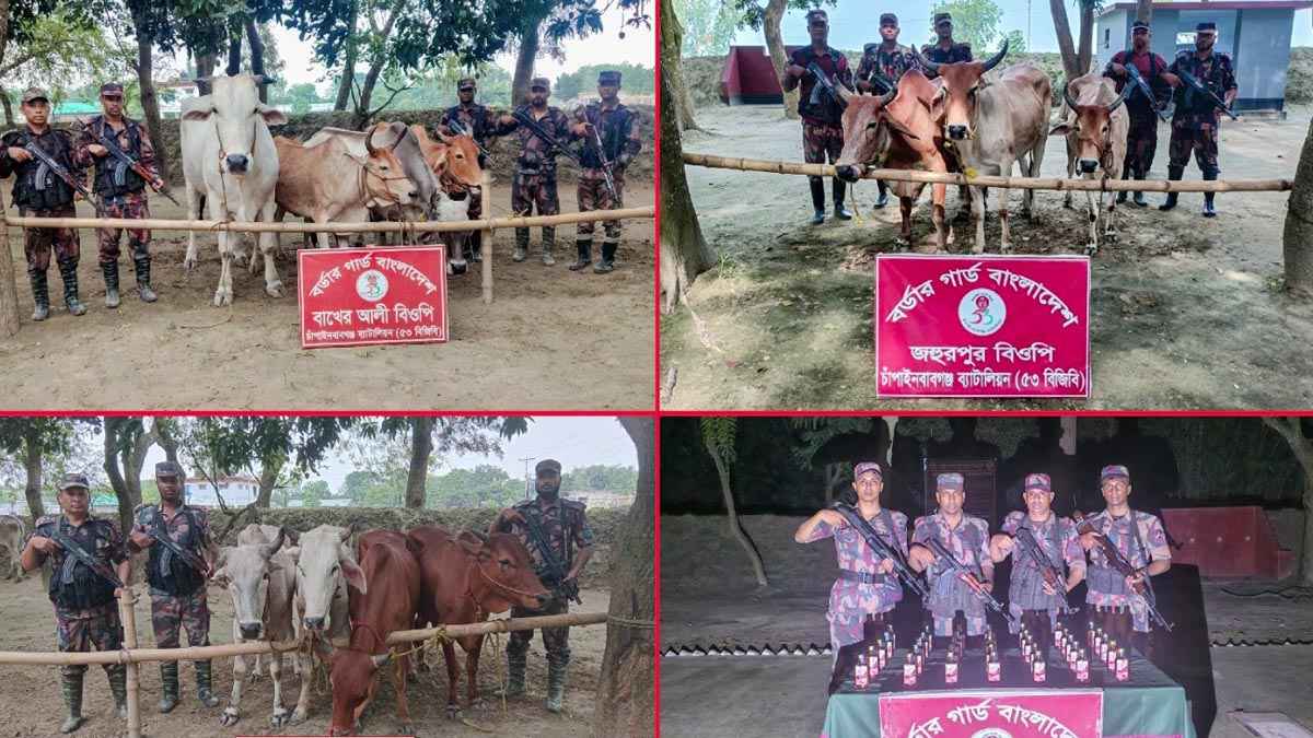 সীমান্তে ১৪টি গরুসহ ভারতীয় মদ জব্দ