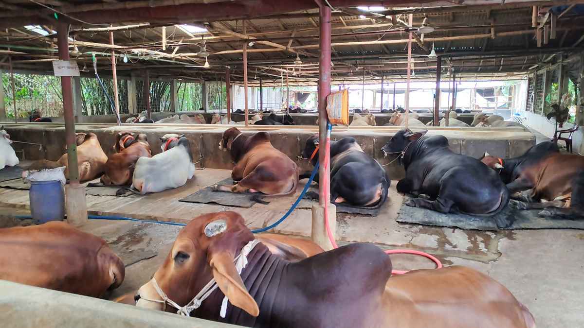 চুয়াডাঙ্গায় কোরবানির পশু তৈরিতে ব্যস্ত খামারিরা