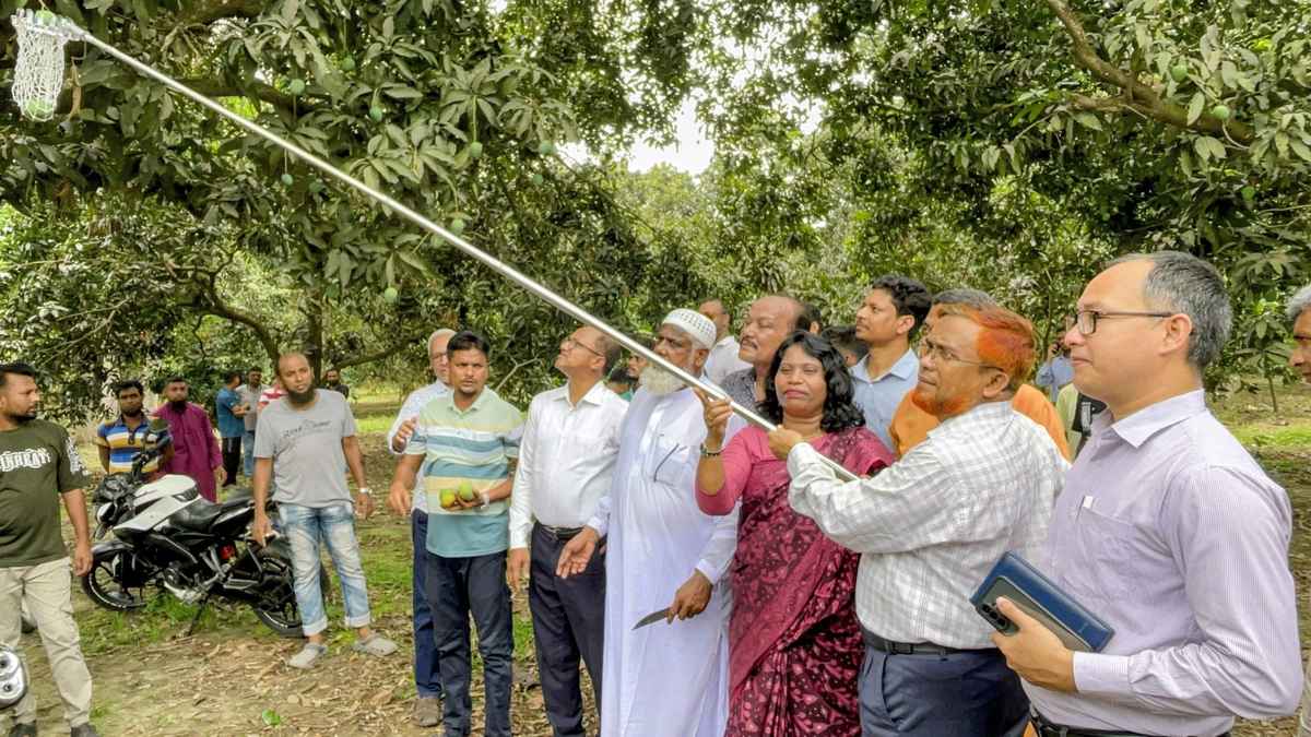 আজ থেকে চুয়াডাঙ্গার বাজারে মিলবে আম