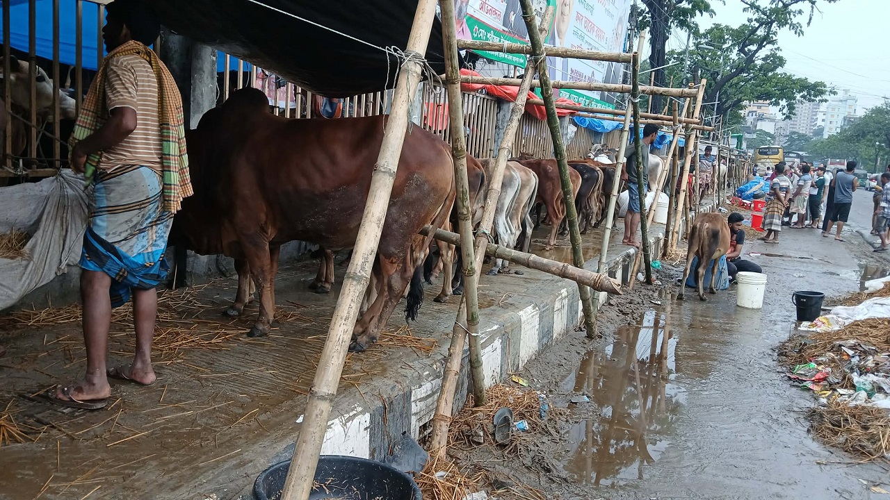 cow-1 cow-1