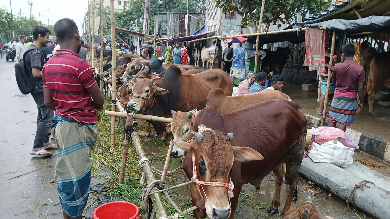 cow-2 cow-2