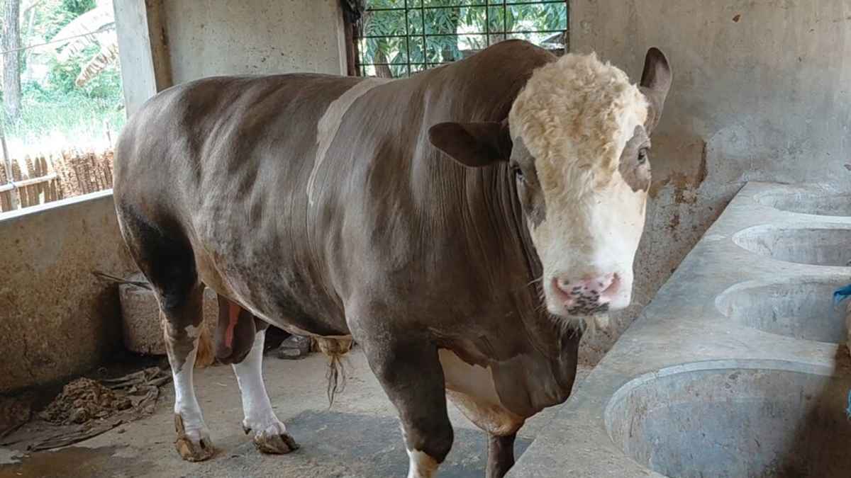 অভয়নগরে কোরবানির হাট কাঁপাবে ১৩শ কেজির ‘নেইমার’