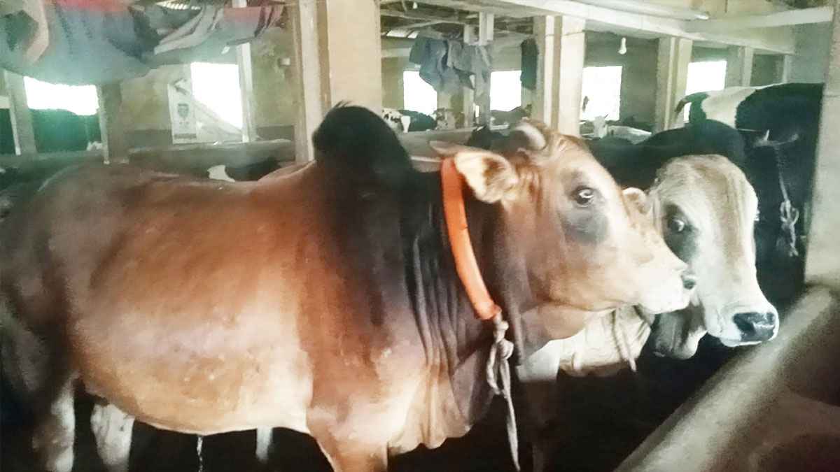 গাইবান্ধায় কোরবানিযোগ্য পৌনে ২ লাখ গবাদিপশু প্রস্তুত