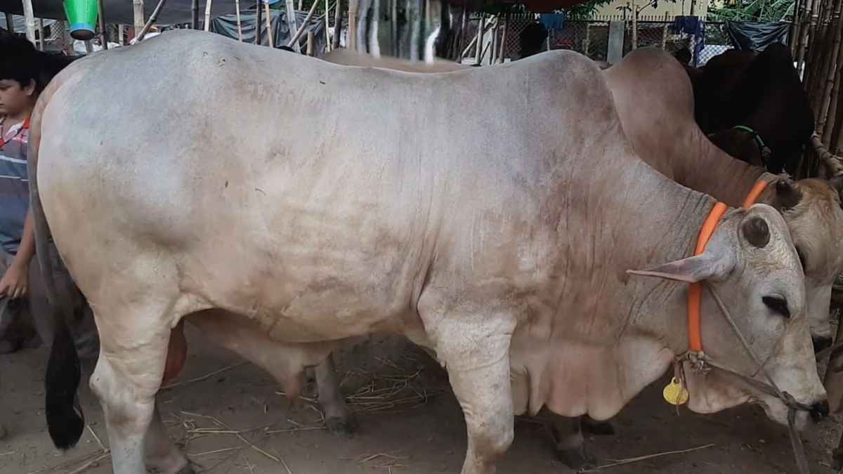 কৃত্রিমভাবে মোটাতাজা করা গরু চিনবেন যেভাবে, জানালেন বাকৃবি অধ্যাপক