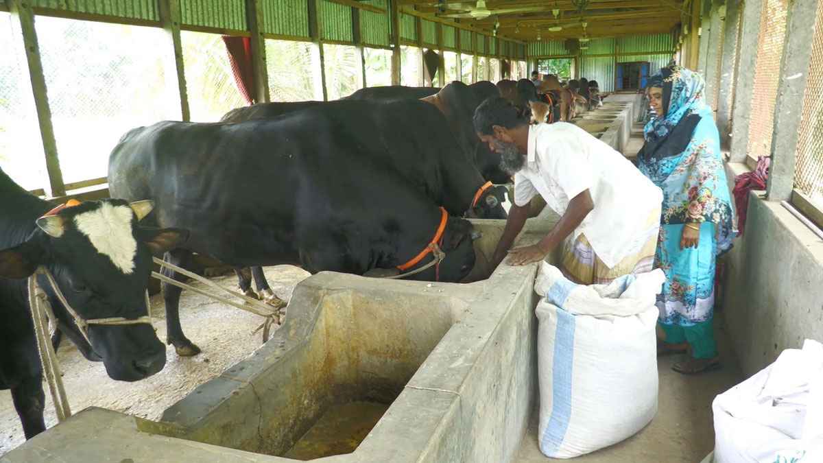 মাদারীপুরে ৪ হাজার খামারে গরু মোটাতাজাকরণ, ভালো লাভের আশা