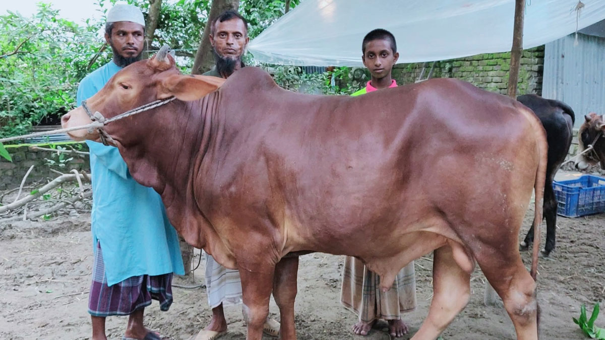 cow