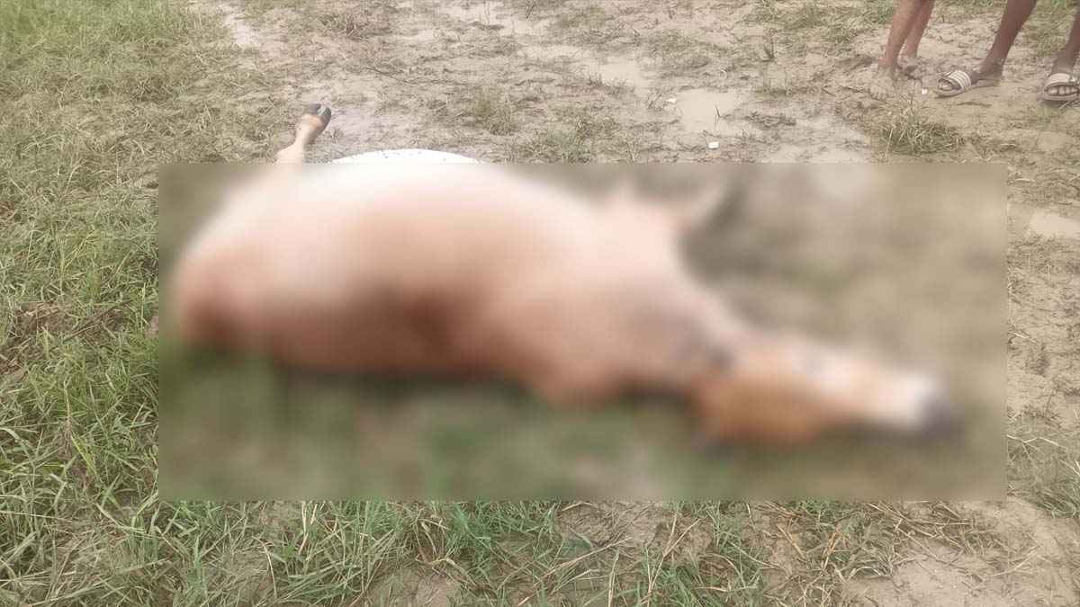 বজ্রপাতে বিক্রির জন্য প্রস্তুত করা কোরবানির গরুর মৃত্যু