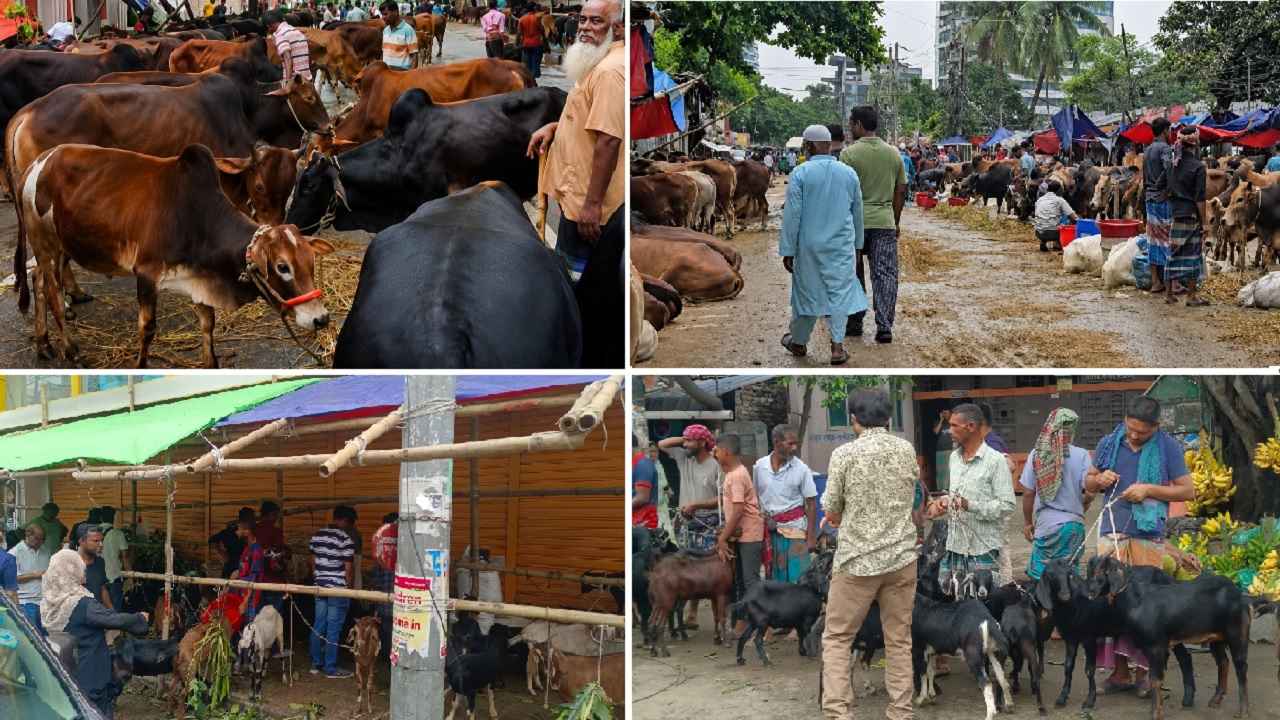 রাজধানীজুড়ে অবৈধ পশুর হাট, বাড়ছে জনভোগান্তি