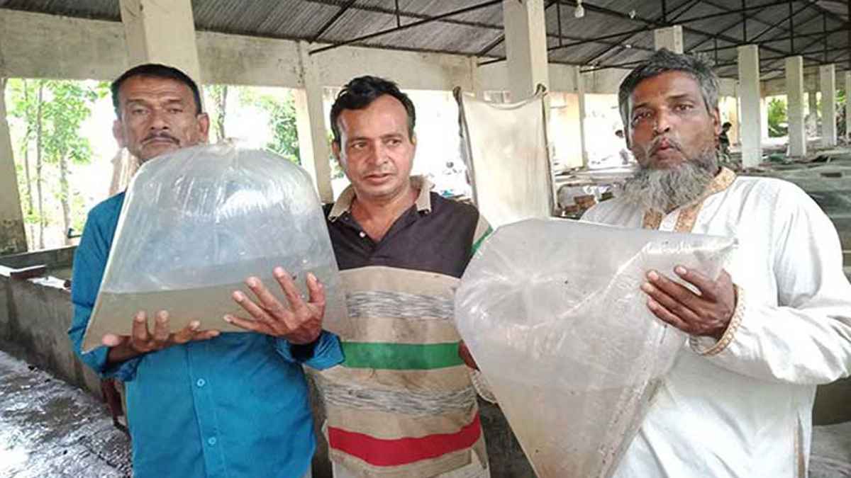 হালদায় নমুনা ডিম থেকে মিলল ১৫১ কেজি রেণু