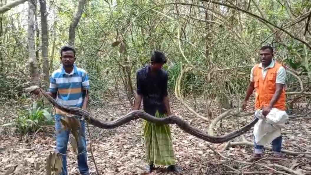 কৃষকের তিন হাঁস খেয়ে ধানখেতে পড়েছিল ১৫ ফুট লম্বা অজগর