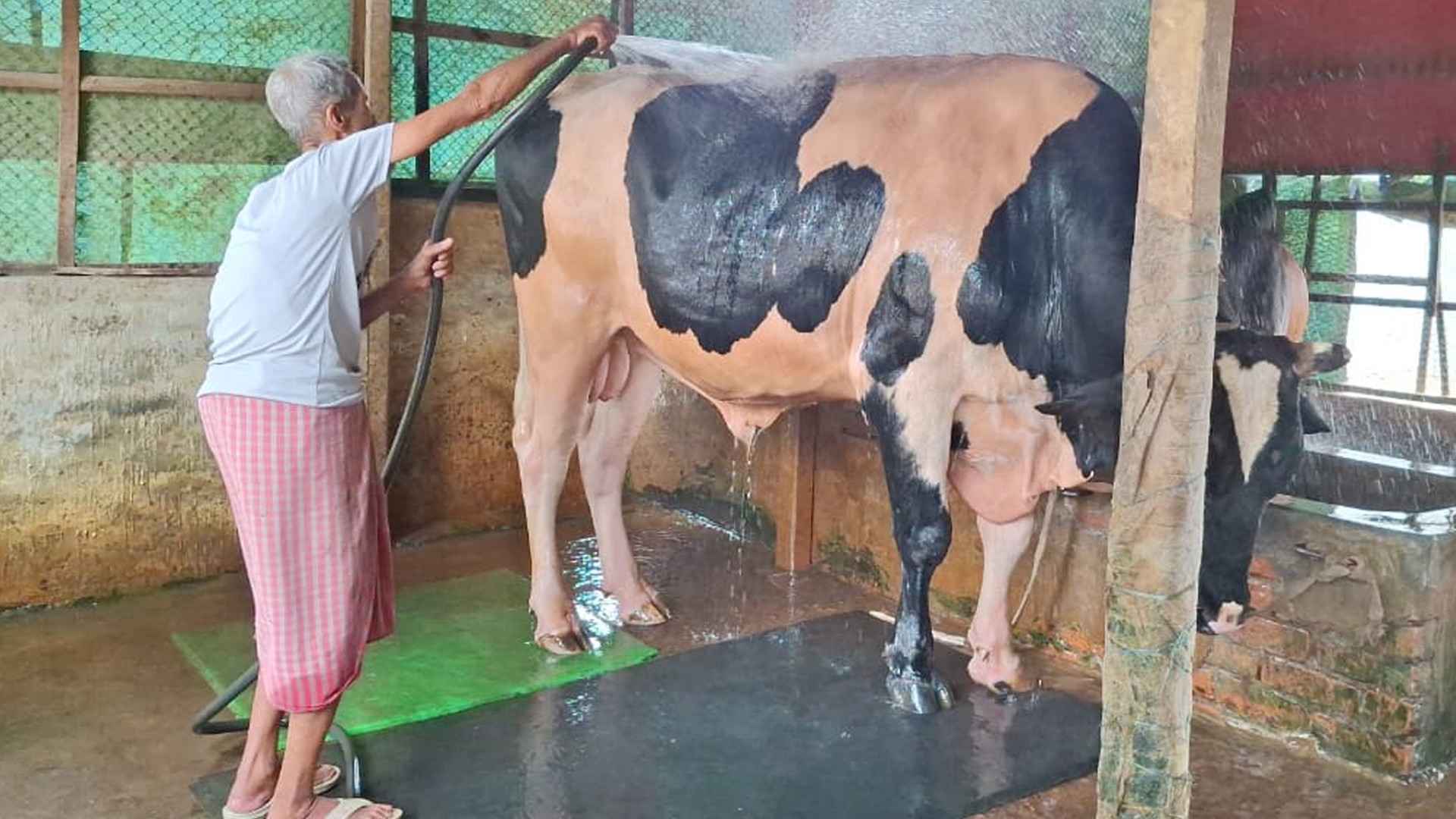 সিরাজগঞ্জে ৬ লাখ পশু প্রস্তুত, শেষ মুহূর্তে পরিচর্যায় ব্যস্ত খামারিরা