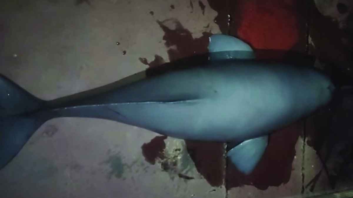 বরশিতে ধরা ১৫ কেজি ওজনের ডলফিন