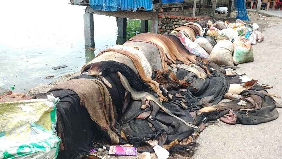 বিক্রি না হওয়ায় নদীর পাড়ে ফেলে দেওয়া হয়েছে কোরবানির পশুর চামড়া
