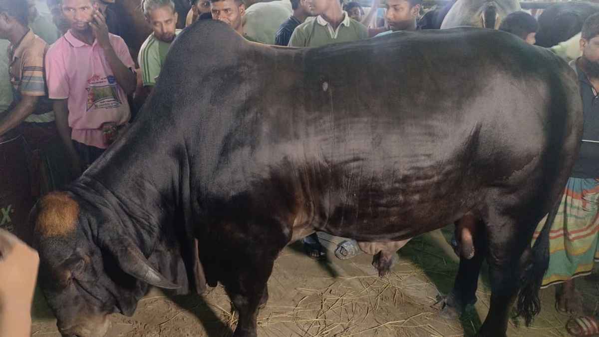 গাবতলীতে নজর কাড়ছে ‘ব্ল্যাক ডায়মন্ড’
