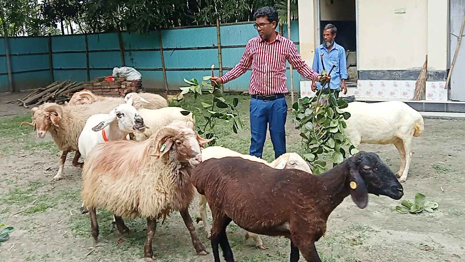 জাহিদের খামারে কোরবানির জন্য প্রস্তুত দুম্বা