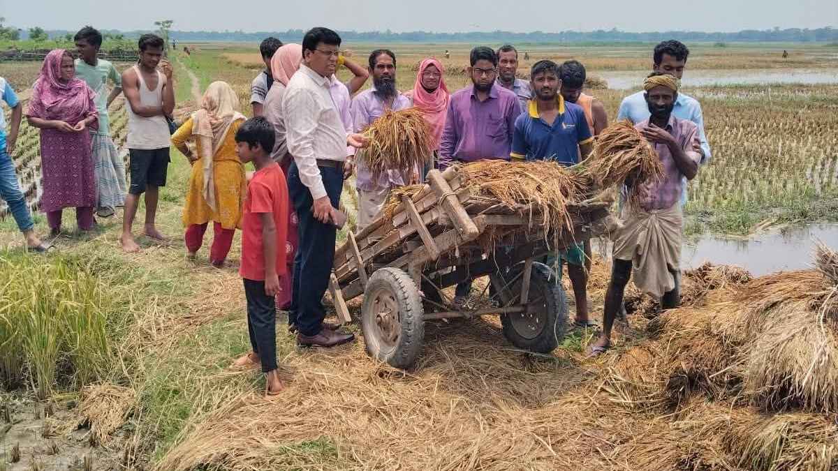 দুই মণ ধানের দামেও মিলছে না একজন শ্রমিক