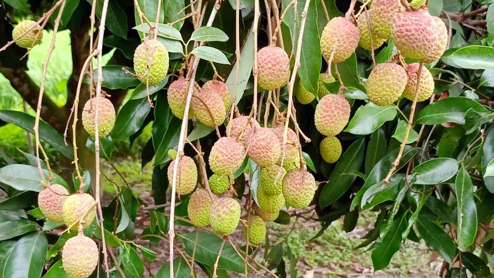 আগামী সপ্তাহে বাজারে আসবে দিনাজপুরের  লিচু