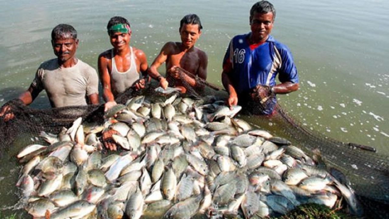 fish-3 fish-3