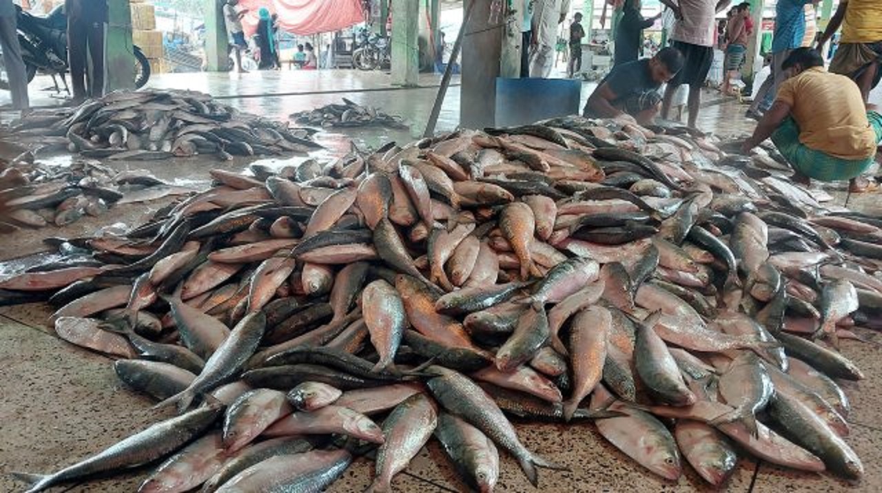 fish fish