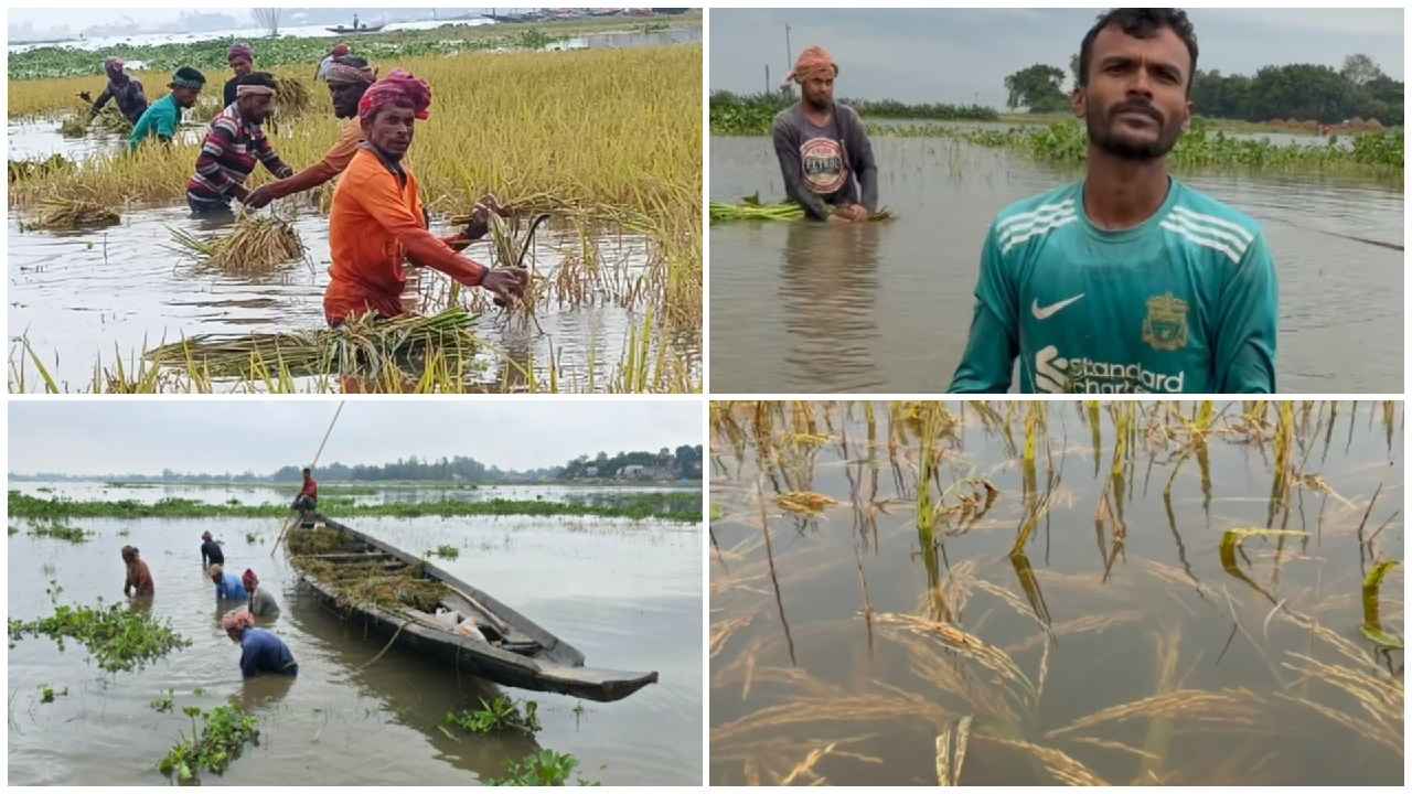 ‘পানির নিচ থেকে ধান কেটে কী করব’—হাওরে কৃষকের আর্তনাদ