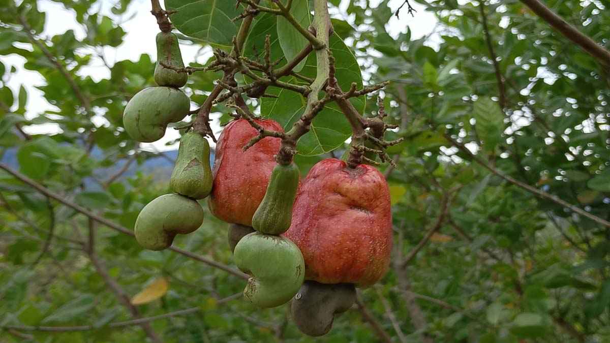 রাস্তার দু’ধারে থোকায় থোকায় ঝুলছে কাজুবাদাম, বদলাচ্ছে পাহাড়ের অর্থনীতি