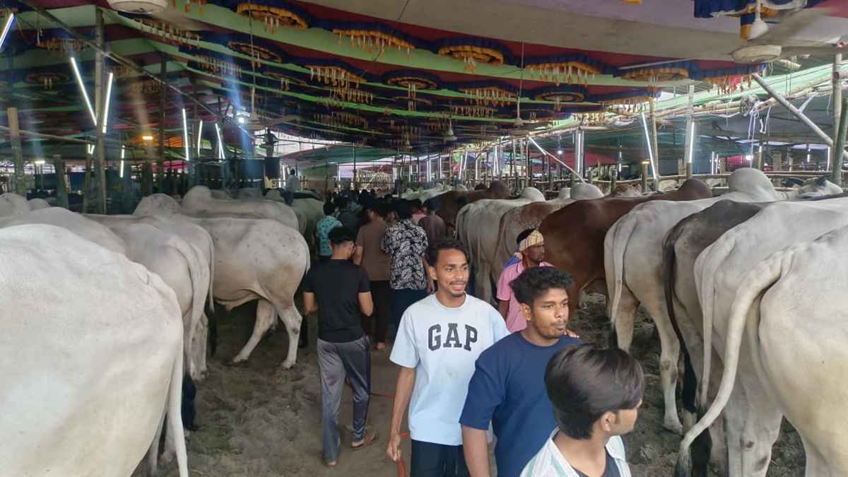এখনো জমেনি গাবতলীর হাট, চিন্তায় খামারিরা