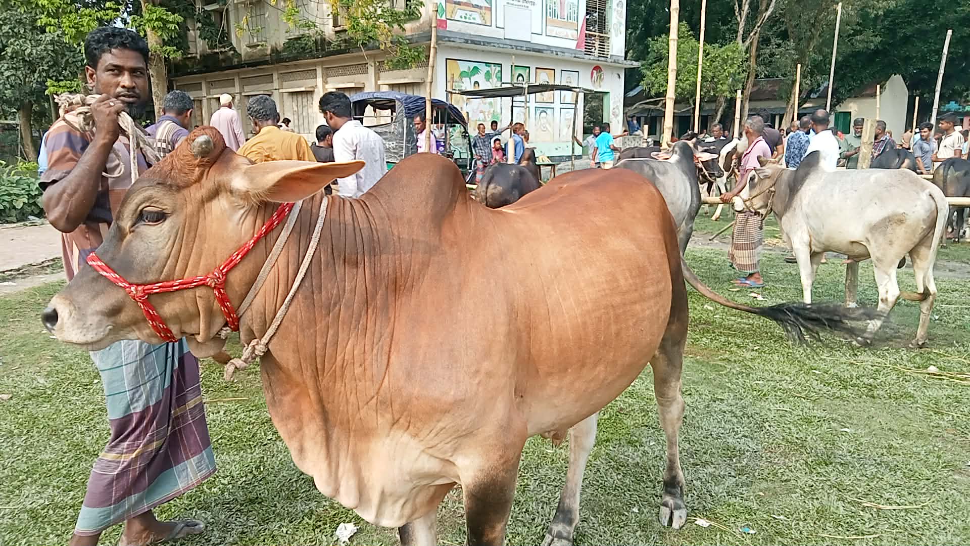 gai