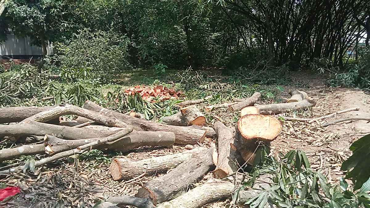 সাদুল্লাপুরে জোরপূর্বক গাছ কেটে জমি দখলের চেষ্টার অভিযোগ