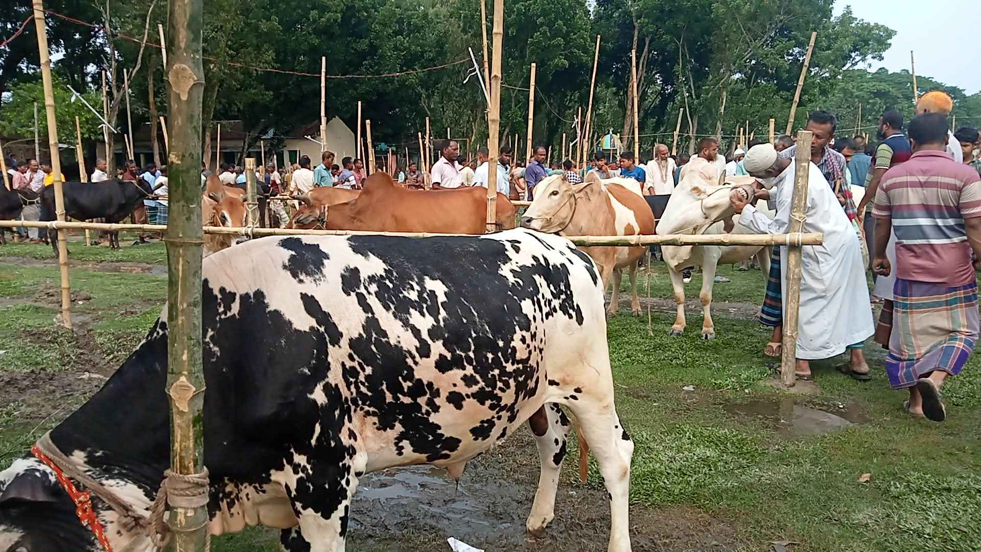 গাইবান্ধায় ৩২ স্থানে কোরবানির পশুর হাট, বেড়েছে দালালের দৌরাত্ম্য