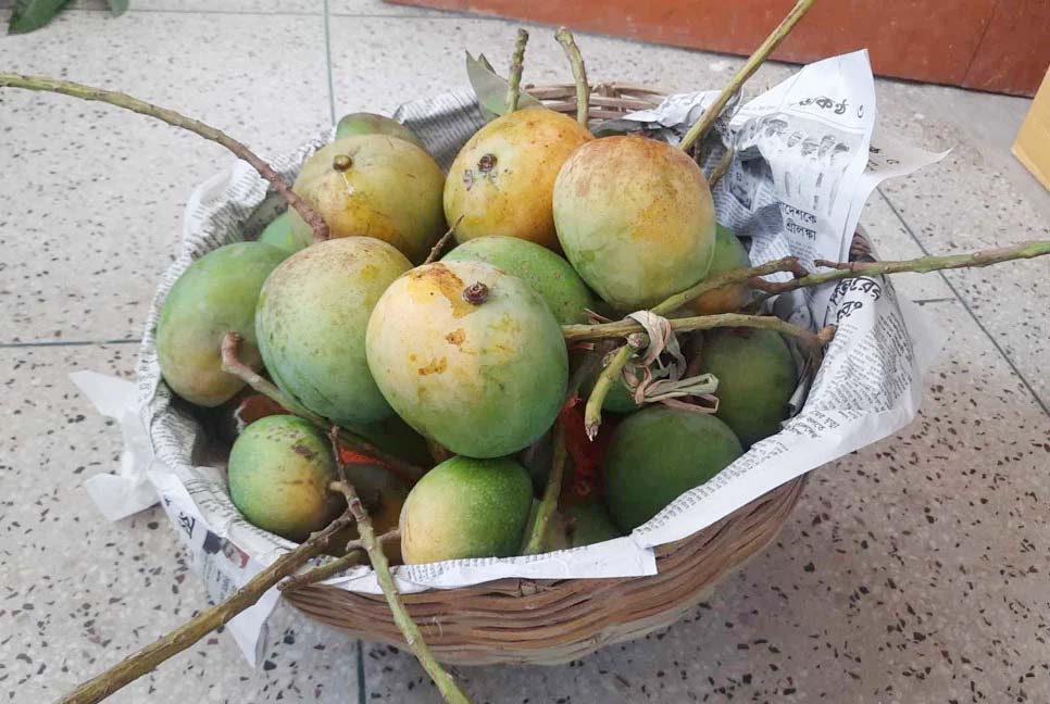 ganomukti-mango