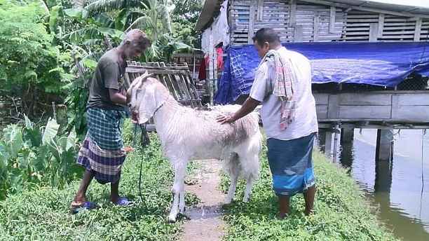 নজর কাড়ছে ৭৬ কেজির ছাগল, খামারে দর্শনার্থীদের ভিড়