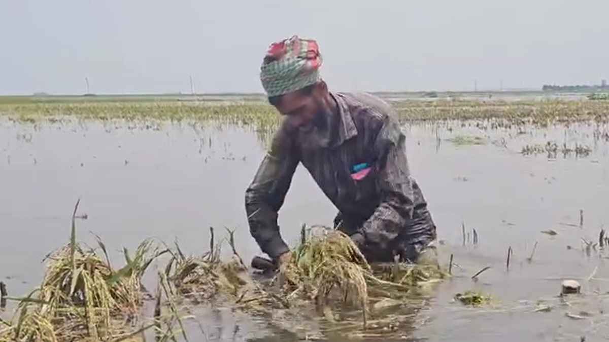 হবিগঞ্জে বিস্তীর্ণ হাওরের ফসলি জমি প্লাবিত, নিঃস্ব হাজারো কৃষক